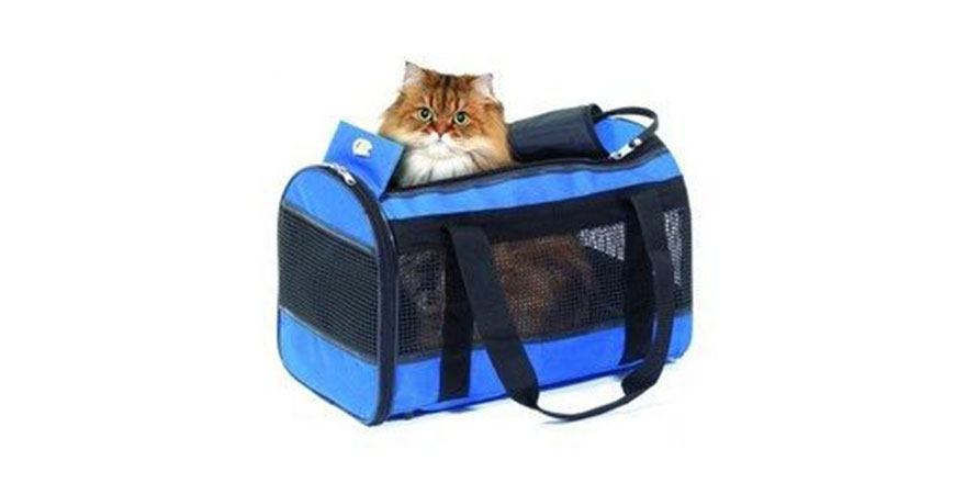 En Önemli 5 Kedi Aksesuarı