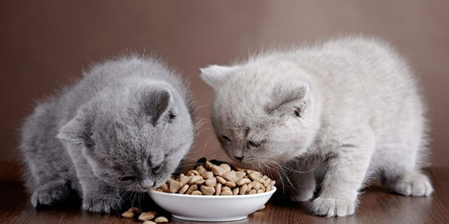 Kaliteli Ve Sağlıklı Kedi Mamaları