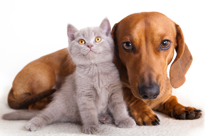 Kedi ve köpek maması alışverişinde en doğru adres