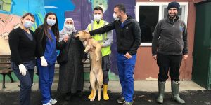 Yaralı köpeğin imdadına belediye ekipleri yetişti