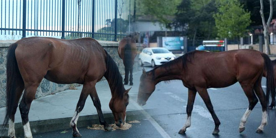 Sarıyer’de başıboş atlar trafiği durdurdu! 