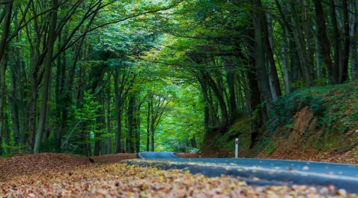 Belgrad Ormanı’na tahliye operasyonu