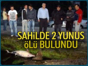 Sahilde 2 yunus ölü bulundu