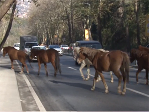 Sarıyer'i başı boş 'atlar' bastı!